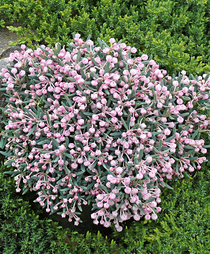 Andromeda polifolia 'Blue Ice'